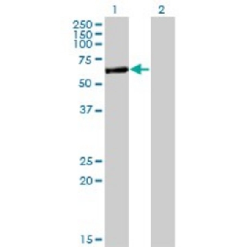 Monoclonal Anti-APPBP2, (C-terminal) antibody produced in mouse，100UG，SAB1402520-100UG，Sigma