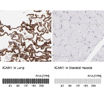 Anti-ICAM1 antibody produced in rabbit，100UL，HPA002126-100UL，Sigma