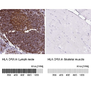 Anti-HLA-DRA antibody produced in rabbit，100UL，HPA053176-100UL，Sigma
