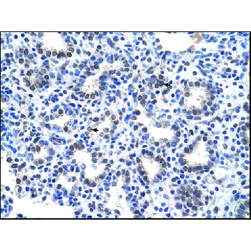Anti-SLC22A16 antibody produced in rabbit，100UL，AV44073-100UL，Sigma