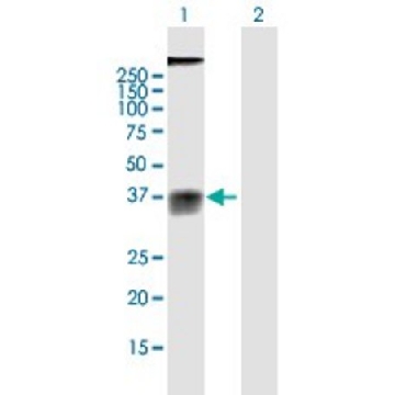 Anti-GPR77 antibody produced in mouse，50UG，SAB1407342-50UG，Sigma