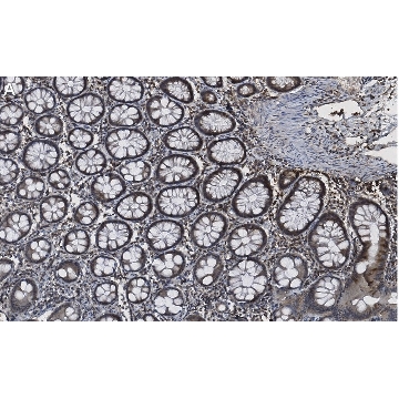 Anti-Caspase-8 Antibody, clone 1L15 ZooMAb® Rabbit Monoclonal，25UL，ZRB1426-25UL，Sigma