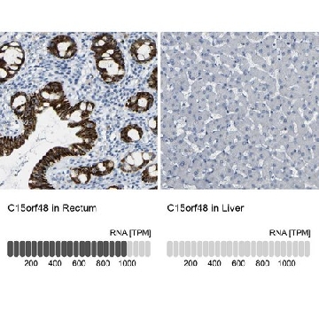 Anti-C15orf48 antibody produced in rabbit，100UL，HPA012943-100UL，Sigma