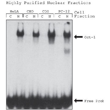 NuCLEAR™提取试剂盒，1KIT，NXTRACT-1KT，Sigma