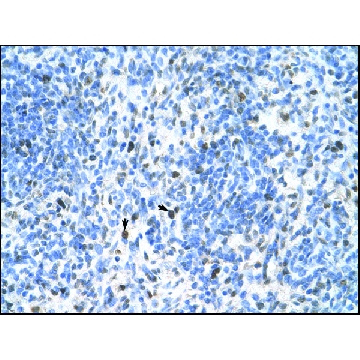 Anti-PCNA，100UL，SAB2108448-100UL，Sigma
