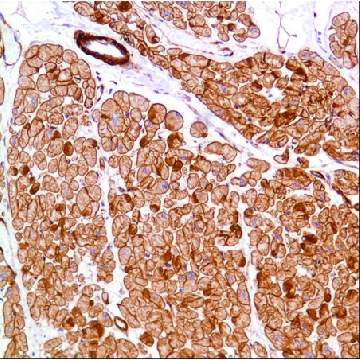 Anti-Vinculin antibody, Rabbit monoclonal，100UL，SAB5500192-100UL，Sigma