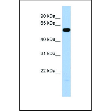Anti-ILDR1 antibody produced in rabbit，100UL，SAB2108291-100UL，Sigma