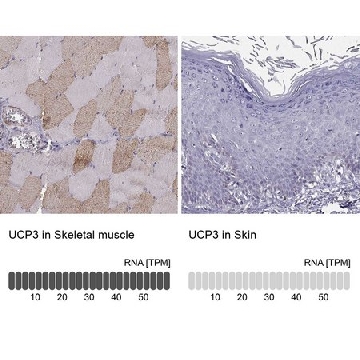Anti-UCP3 antibody produced in rabbit，100UL，HPA072225-100UL，Sigma