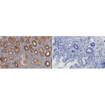 Anti-Claudin-18 Antibody, clone 1G17 ZooMAb® Rabbit Monoclonal，，ZRB2631-4X25UL，Sigma