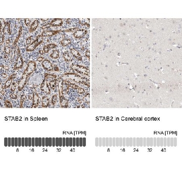 Anti-STAB2 antibody produced in rabbit，100UL，HPA026871-100UL，Sigma