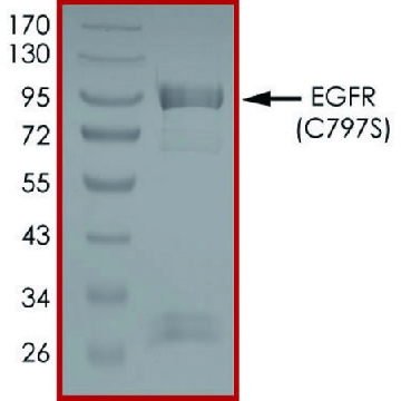 EGFR (C797S), Active，10UG，SRP0712-10UG，Sigma