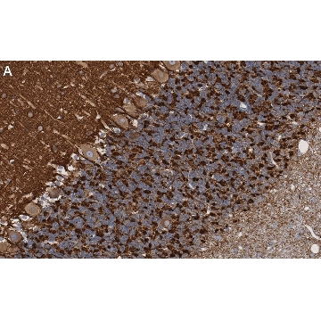 Anti-Synapsin-1 Antibody, clone 1G5 ZooMAb® Rabbit Monoclonal，25UL，ZRB1119-25UL，Sigma