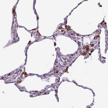 Anti-AMIGO2 antibody produced in rabbit，100UL，HPA054004-100UL，Sigma