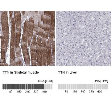 Anti-TTN antibody produced in rabbit，100UL，HPA007042-100UL，Sigma
