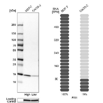 Anti-FIS1 antibody produced in rabbit，100UL，HPA017430-100UL，Sigma