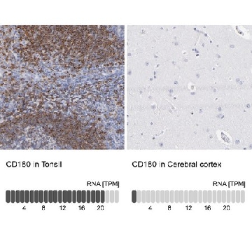 Anti-CD180 antibody produced in rabbit，100UL，HPA003740-100UL，Sigma