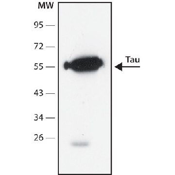 Tau小鼠单克隆抗体，25UL，T9450-25UL，Sigma