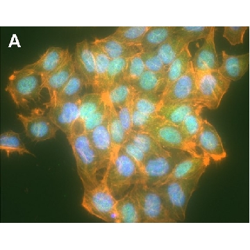 Anti-β-Galactosidase Antibody, clone 1G21 ZooMAb® Rabbit Monoclonal，25UL，ZRB1700-25UL，Sigma