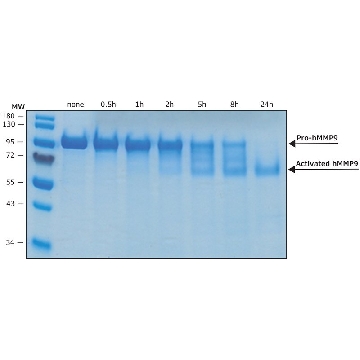 MMP-9 human，50UG，SAE0077-50UG，Sigma