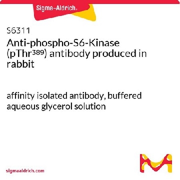 Anti-phospho-S6-Kinase (pThr³⁸⁹) antibody produced in rabbit，0.1ML，S6311-.1ML，Sigma
