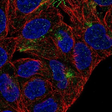 Anti-TMEM63A antibody produced in rabbit，100UL，HPA068918-100UL，Sigma