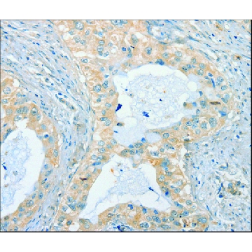 Anti-CHRNA2 antibody produced in rabbit，100UL，SAB4301070-100UL，Sigma