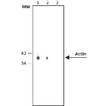 Anti-Mouse IgG (whole molecule)−Alkaline Phosphatase antibody produced in rabbit，1ML，A4312-1ML，Sigma