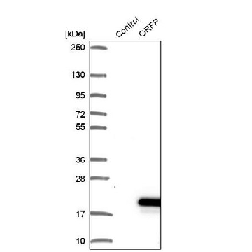 Anti-QRFP antibody produced in rabbit，100UL，HPA043377-100UL，Sigma