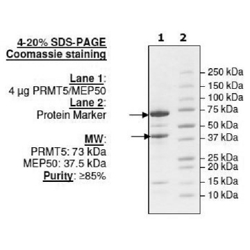 PRMT5/MEP50 Active human，20UG，SRP0145-20UG，Sigma