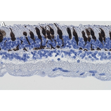 Anti-Arrestin-C Antibody, clone 1I3 ZooMAb® Rabbit Monoclonal，4X25UL，ZRB2336-4X25UL，Sigma