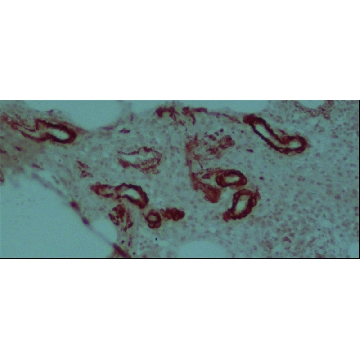 抗小鼠IgG（全分子）-过氧化物酶 兔抗，2ML，A9044-2ML，Sigma