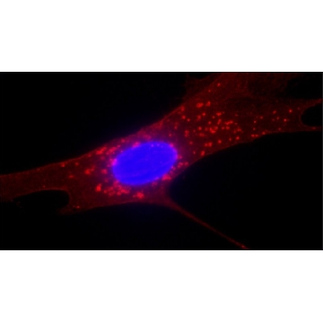 Anti-Fibroblast Surface Protein antibody, Mouse monoclonal，100UL，SAB4200821-100UL，Sigma