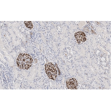 Anti-Nestin Antibody, clone 10C2 ZooMAb® Mouse Monoclonal，25UL，ZMS1022-25UL，Sigma
