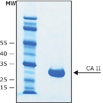 Carbonic Anhydrase II bovine，5MG，C7749-5MG，Sigma