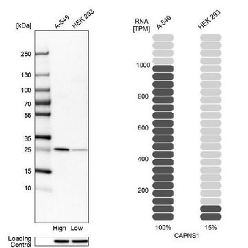 Anti-CAPNS1 antibody produced in rabbit，100UL，HPA006872-100UL，Sigma