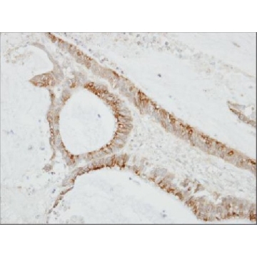 Anti-CMTM6 antibody produced in rabbit，100UL，SAB2701009-100UL，Sigma