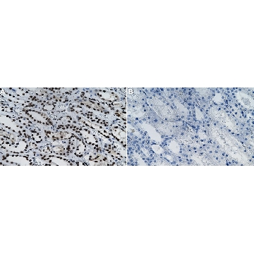Anti-SMAD7 Antibody, clone 2D15 ZooMAb® Rabbit Monoclonal，4X25UL，ZRB2271-4X25UL，Sigma