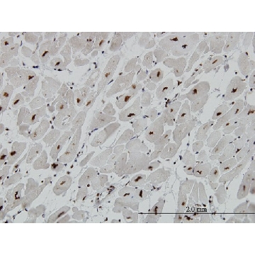 Monoclonal Anti-MECP2 antibody produced in mouse，100UG，WH0004204M1-100UG，Sigma