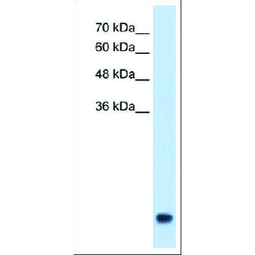 Anti-CXCL3 antibody produced in rabbit，100UL，AV07037-100UL，Sigma