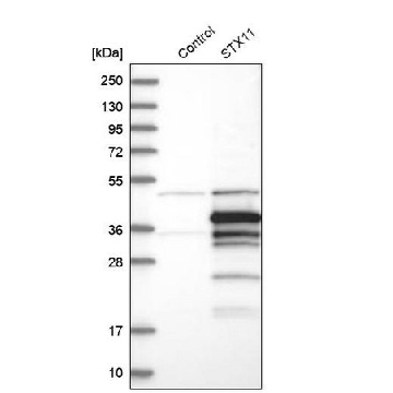 Anti-STX11 antibody produced in rabbit，100UL，HPA007992-100UL，Sigma