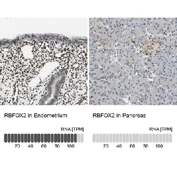 Anti-RBFOX2 antibody produced in rabbit，100UL，HPA006240-100UL，Sigma