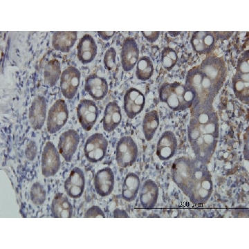 Monoclonal Anti-PCSK1 antibody produced in mouse，100UG，WH0005122M2-100UG，Sigma