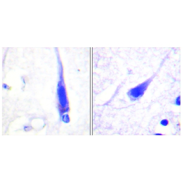 Anti-Calmodulin antibody produced in rabbit，100UG，SAB4503194-100UG，Sigma