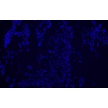 Escherichia coli FISH probe - Cy3，50UL，MBD0042-50UL，Sigma