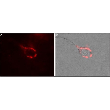 Anti-Calcium Channel (α₂/δ-1 Subunit) antibody produced in rabbit，0.05ML，C5105-.05ML，Sigma