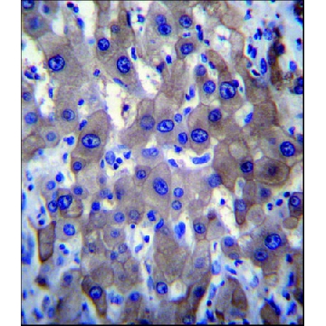 ANTI-MLXIPL (C-TERM) antibody produced in rabbit，400UL，SAB1303516-400UL，Sigma