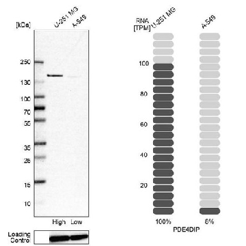 Anti-PDE4DIP antibody produced in rabbit，100UL，HPA008162-100UL，Sigma