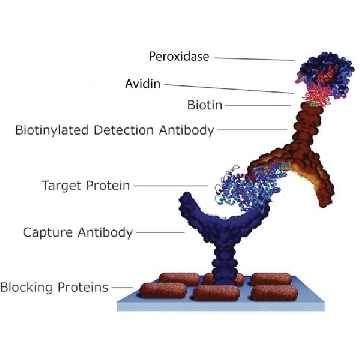 Avidin–Peroxidase，2ML，A7419-2ML，Sigma