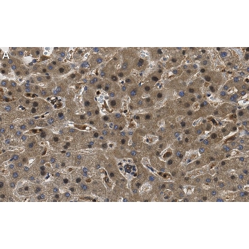 Anti-RORγ Antibody, clone 1D13 ZooMAb® Rabbit Monoclonal，4X25UL，ZRB1398-4X25UL，Sigma
