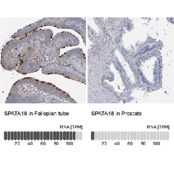 Anti-SPATA18 antibody produced in rabbit，100UL，HPA036854-100UL，Sigma